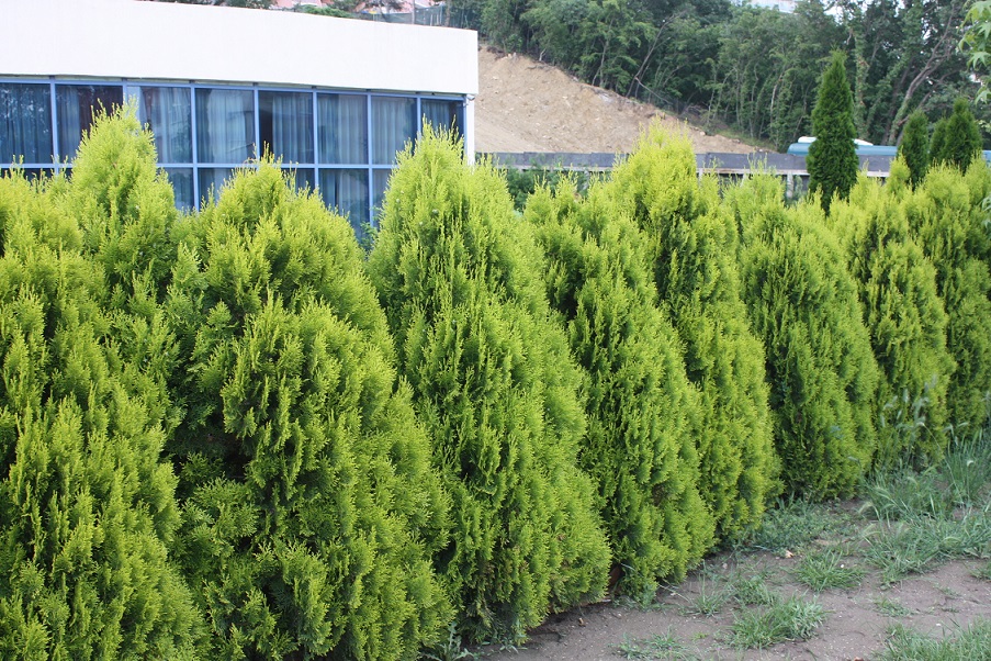 Болгария отели_2012 632.jpg